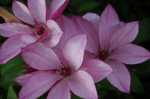 Clematis 'Omoshiro'